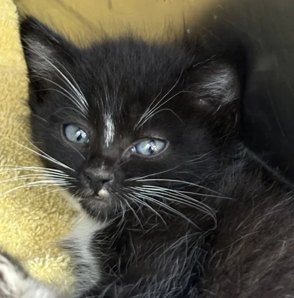 A baby medium-sized male Domestic Medium Hair cat named Neve for adoption in Napa, CA