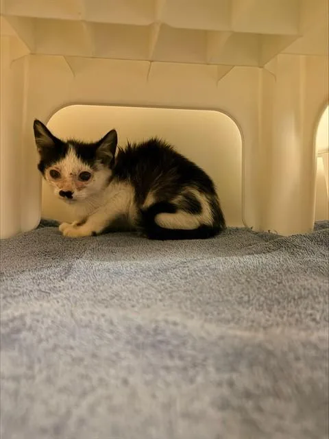 A baby small-sized female Domestic Short Hair cat named Tortilla Chip for adoption in Statesville, NC