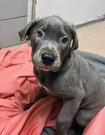 A baby medium-sized male Gray / Blue / Silver Mixed Breed dog named Jingleheimer for adoption in Nashville, TN