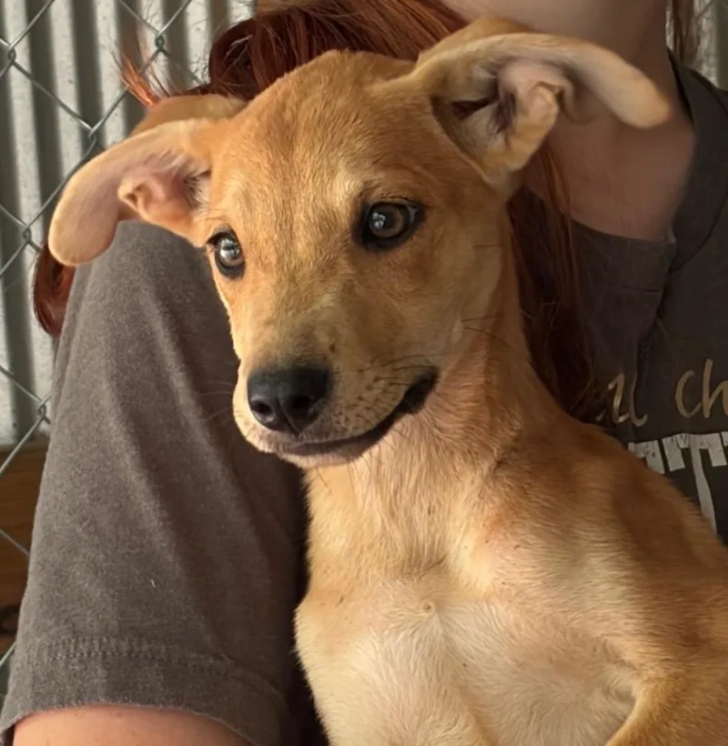 A baby medium-sized female Mixed Breed dog named Dobby for adoption in Jonesboro, AR