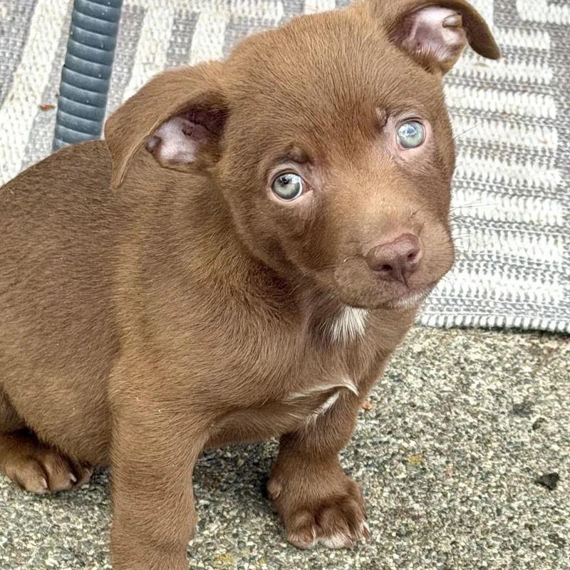 A baby medium-sized male Brown / Chocolate Australian Shepherd dog named Yogi for adoption in Point Richmond, CA