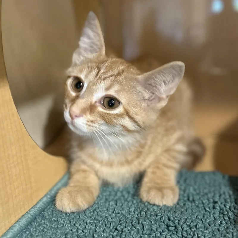 A baby small-sized female Orange / Red Domestic Short Hair cat named Lydia for adoption in Washington Township, OH