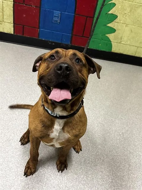 An adult large-sized male Plott Hound dog named Wiggles for adoption in Indianapolis, IN