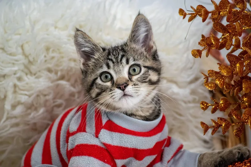 A baby medium-sized male Domestic Short Hair cat named Heath for adoption in Sevierville, TN