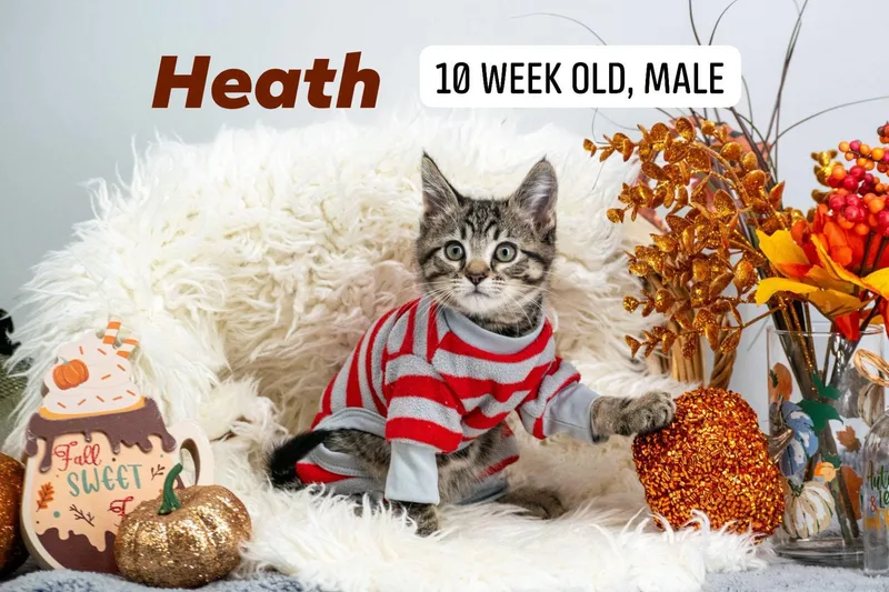 Heath thumbnail 3