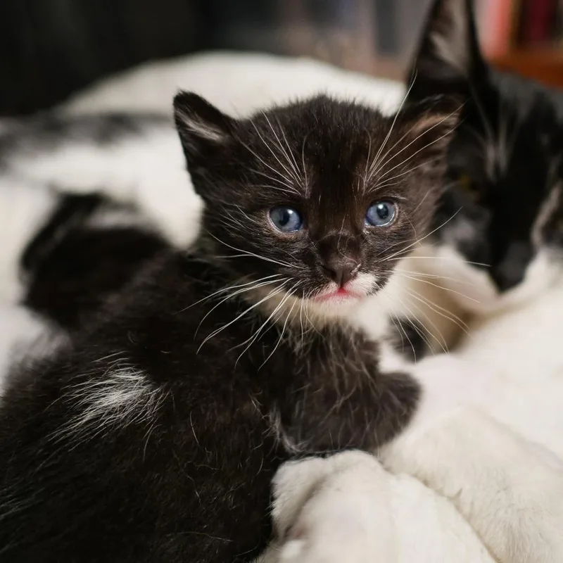 A baby small-sized female Black Domestic Short Hair cat named Pollux for adoption in Los Angeles, CA