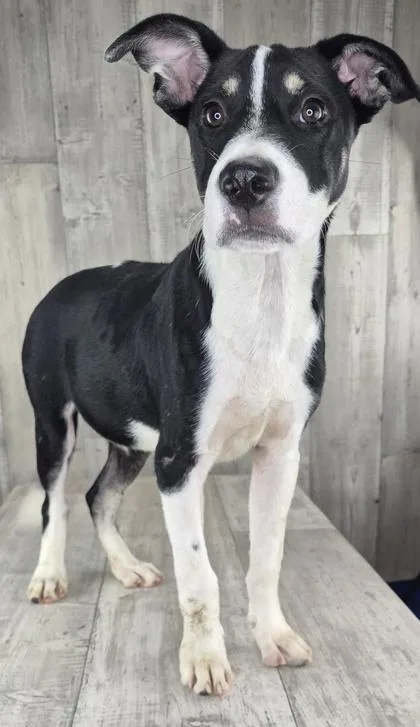 An adult small-sized male Mixed Breed dog named Linus for adoption in Shreveport, LA