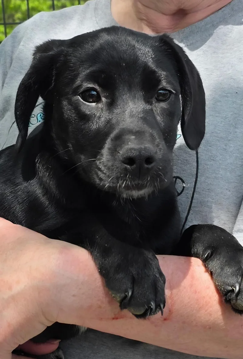 A baby medium-sized female Black Labrador Retriever dog named Flo for adoption in Watertown, CT