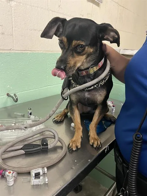 A young small-sized male Chihuahua dog named Oreo for adoption in Sacramento, CA