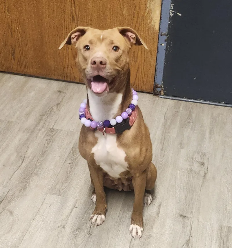 A young medium-sized female Red / Chestnut / Orange Pit Bull Terrier dog named Certified Good Girl for adoption in Mansfield, OH