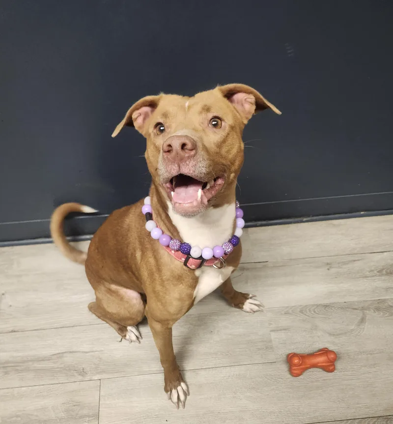 Certified Good Girl thumbnail 3