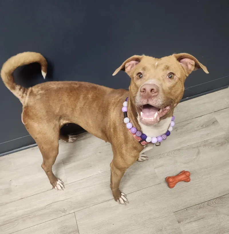 Certified Good Girl thumbnail 4