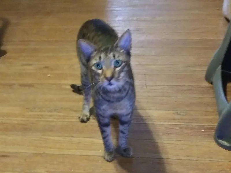 A young medium-sized male Tabby (Brown / Chocolate) Domestic Short Hair cat named Groot for adoption in Port Wentworth, GA