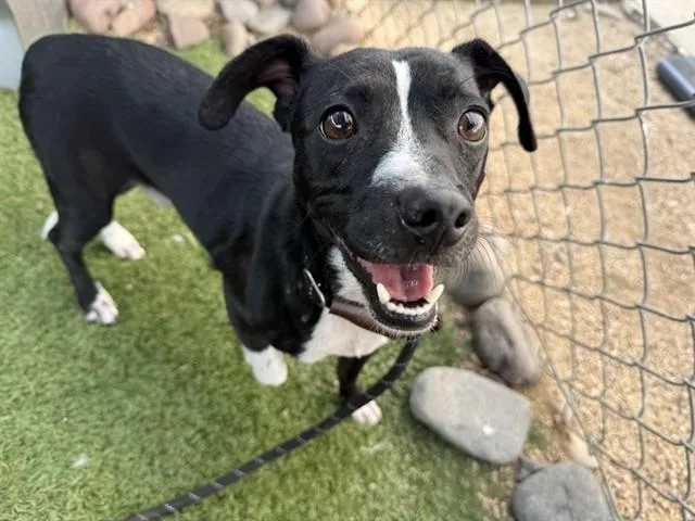 An adult small-sized male Boston Terrier dog named Vinny for adoption in Phoenix, AZ