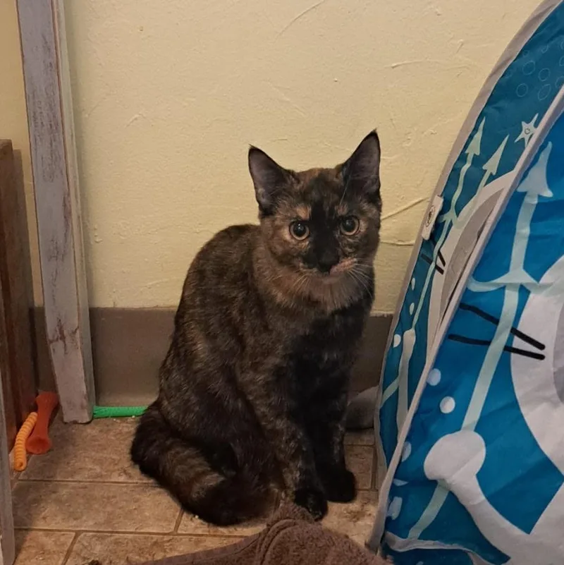 A baby medium-sized female Tortoiseshell cat named Charlotte for adoption in Pendleton, OR