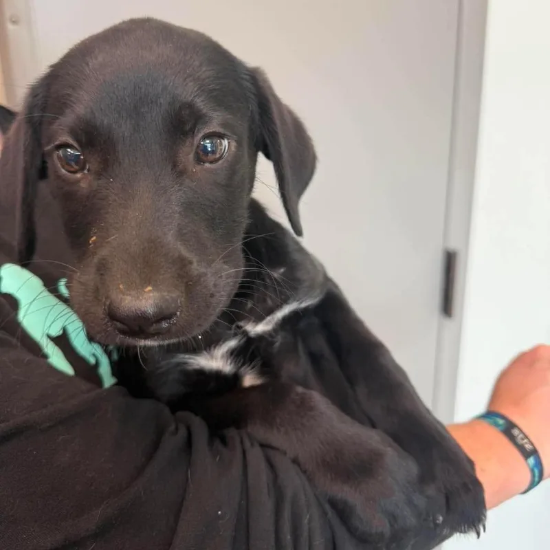 A baby small-sized male Black Mixed Breed dog named Grillbert for adoption in Sand Springs, OK