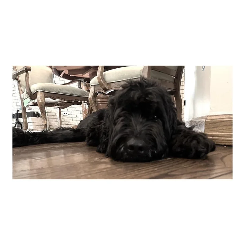 Boone thumbnail 2