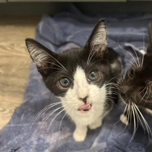 A baby small-sized female Black & White / Tuxedo Domestic Short Hair cat named Bonita for adoption in Tampa, FL