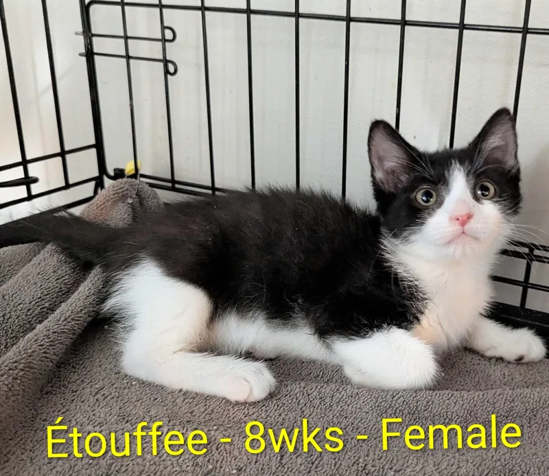 Etouffee