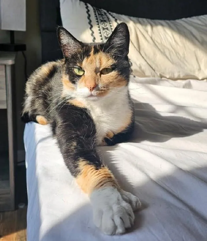 An adult medium-sized female Calico Domestic Short Hair cat named Reece for adoption in Bridgeport, CT