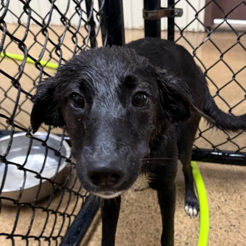 A young medium-sized female Black Labrador Retriever dog named Thelma for adoption in Jacksonville, AR