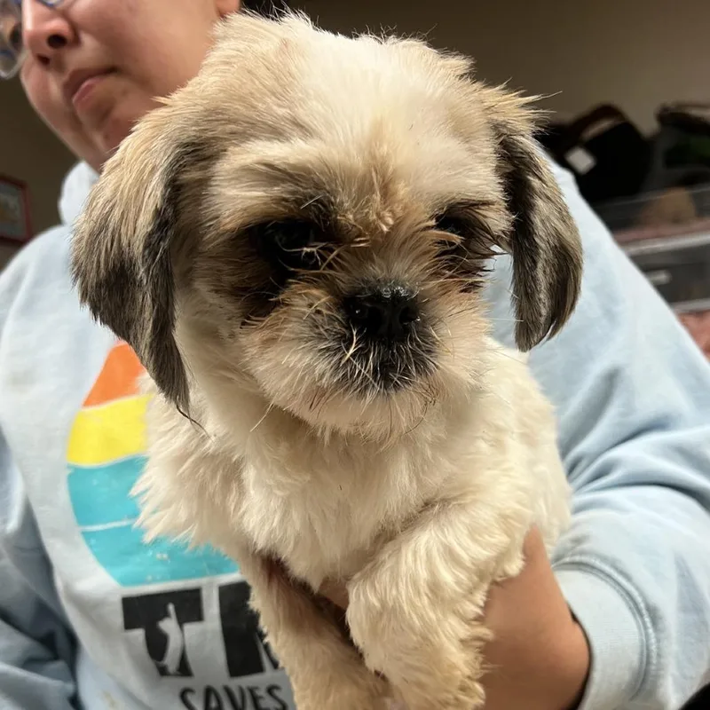 An adult small-sized female Shih Tzu dog named Carmina for adoption in Norfolk, NE