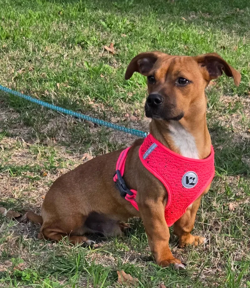 An adult small-sized male Chiweenie dog named Scrappy Doo for adoption in Milwaukee, WI