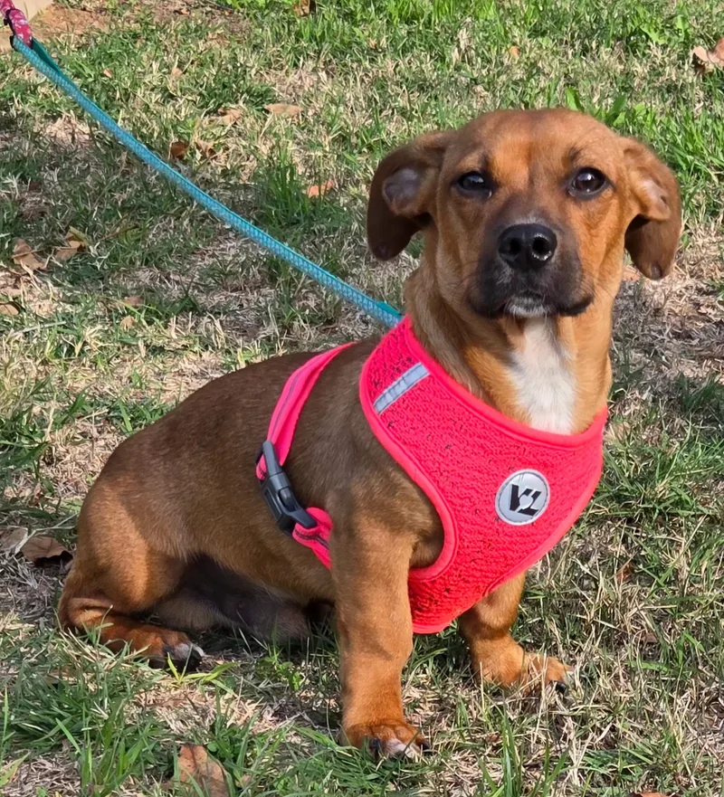 Scrappy Doo thumbnail 3