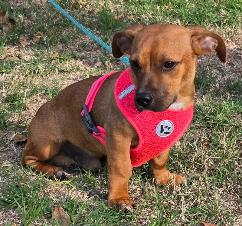 Scrappy Doo thumbnail 4