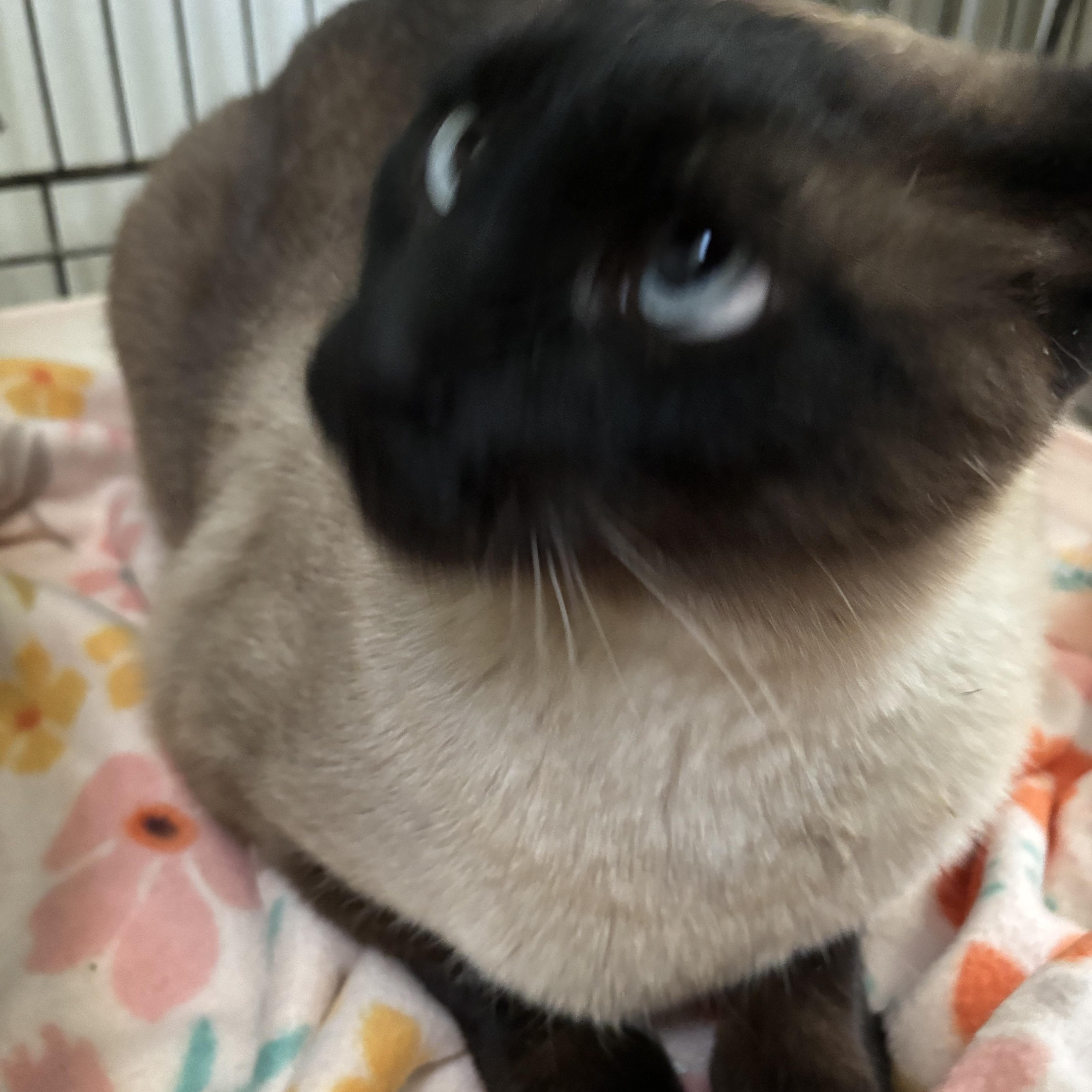 An adult medium-sized male Black Siamese cat named Benjie for adoption in Deming, NM