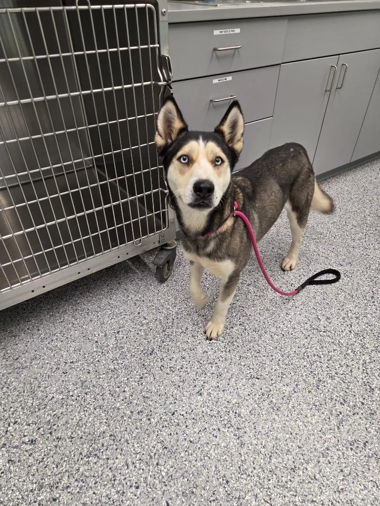 A young medium-sized female Husky dog named Ruth for adoption in Athens, TN