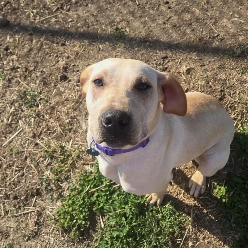 A young medium-sized female Labrador Retriever dog named Lainey for adoption in Windsor, MO