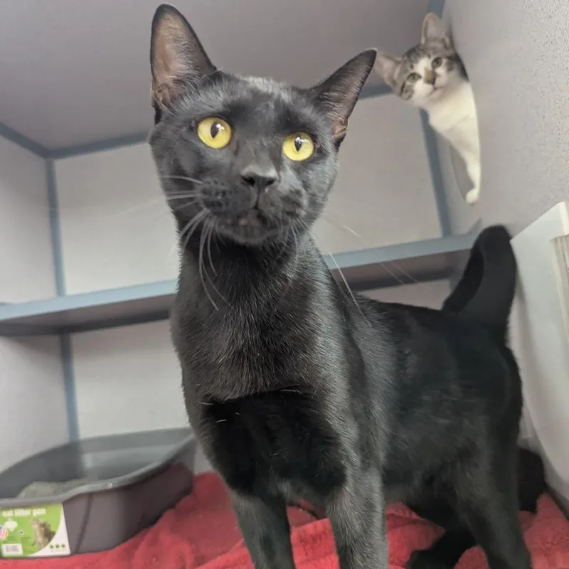 An adult medium-sized female Black Domestic Short Hair cat named Jessie for adoption in Evansville, IN
