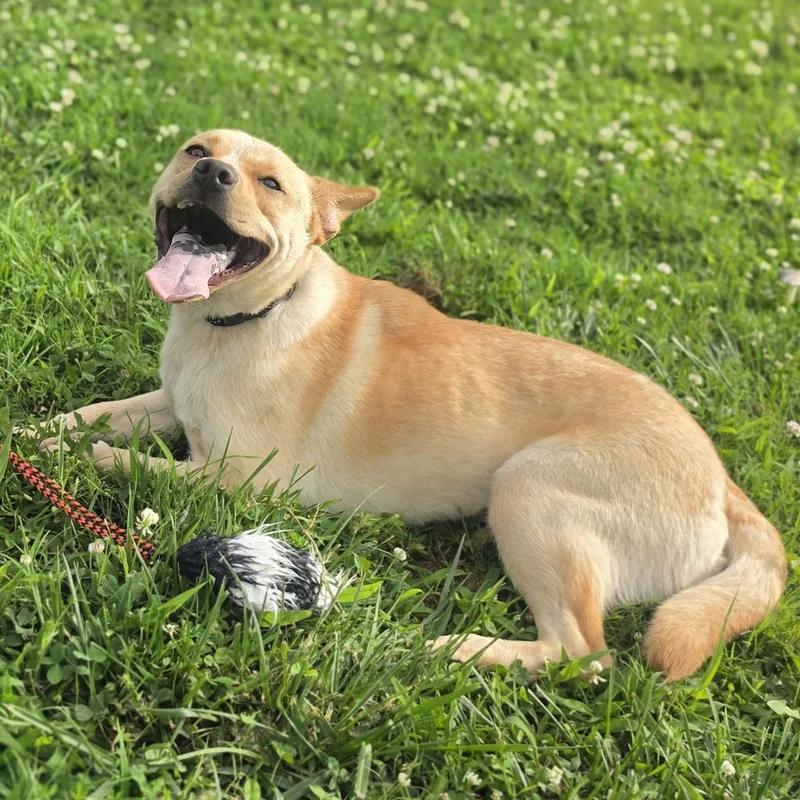 A young medium-sized female Yellow / Tan / Blond / Fawn Cattle Dog dog named Nilla Wafers for adoption in Lowell, AR