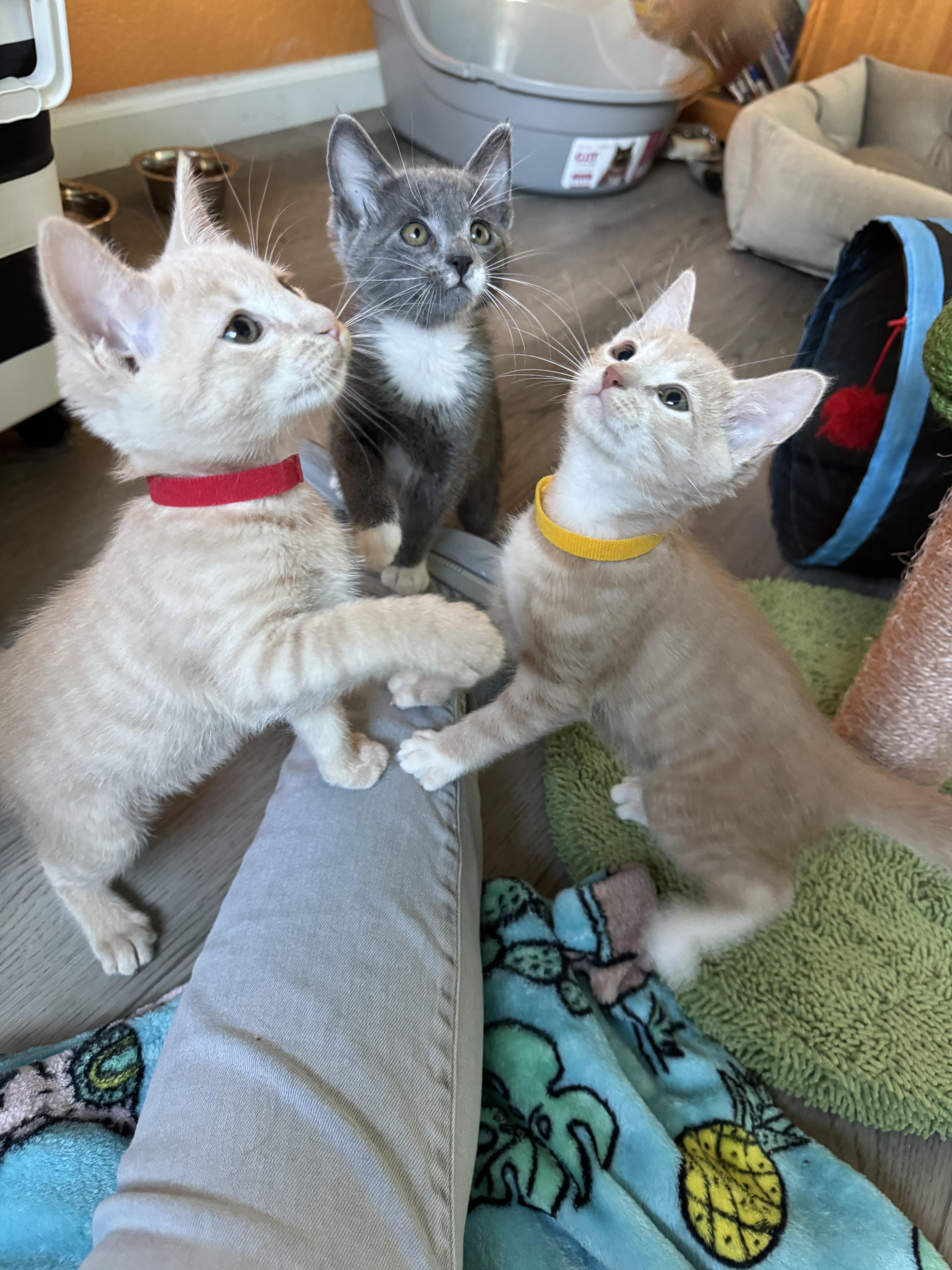 A baby small-sized male Domestic Short Hair cat named Rio for adoption in Dixon, CA
