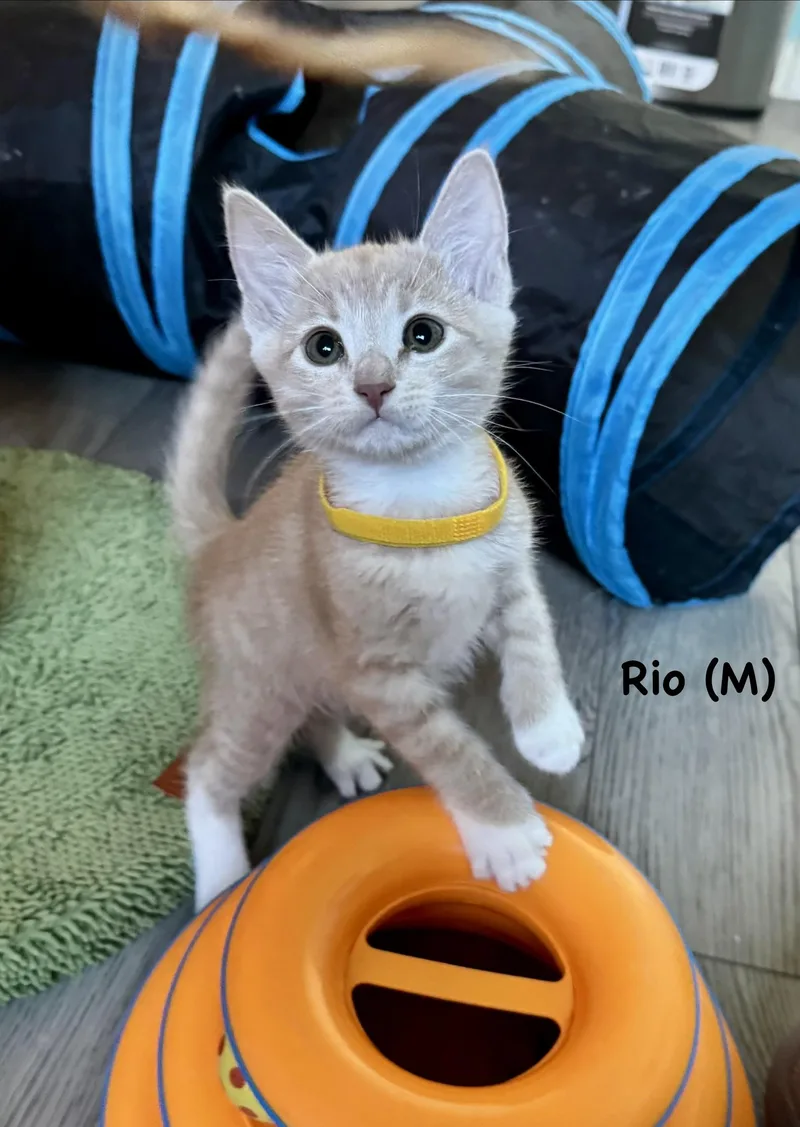 Rio thumbnail 2
