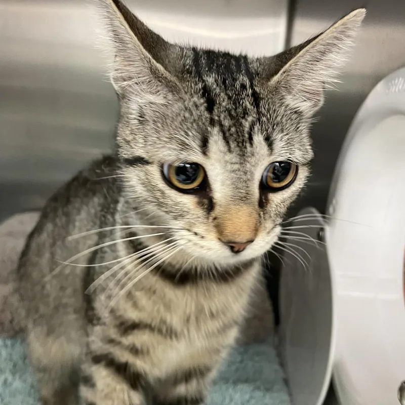 An adult medium-sized female Brown / Chocolate Domestic Short Hair cat named Sarabi for adoption in Port Charlotte, FL