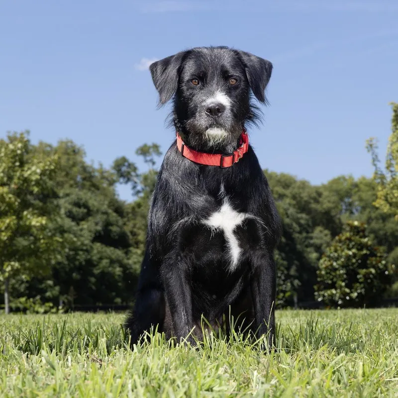 A young medium-sized male Black Mixed Breed dog named Oliver for adoption in Franklin, TN