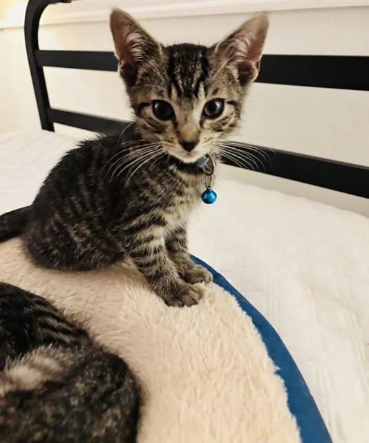 A baby small-sized male Domestic Short Hair cat named Blueberry for adoption in Louisville, KY