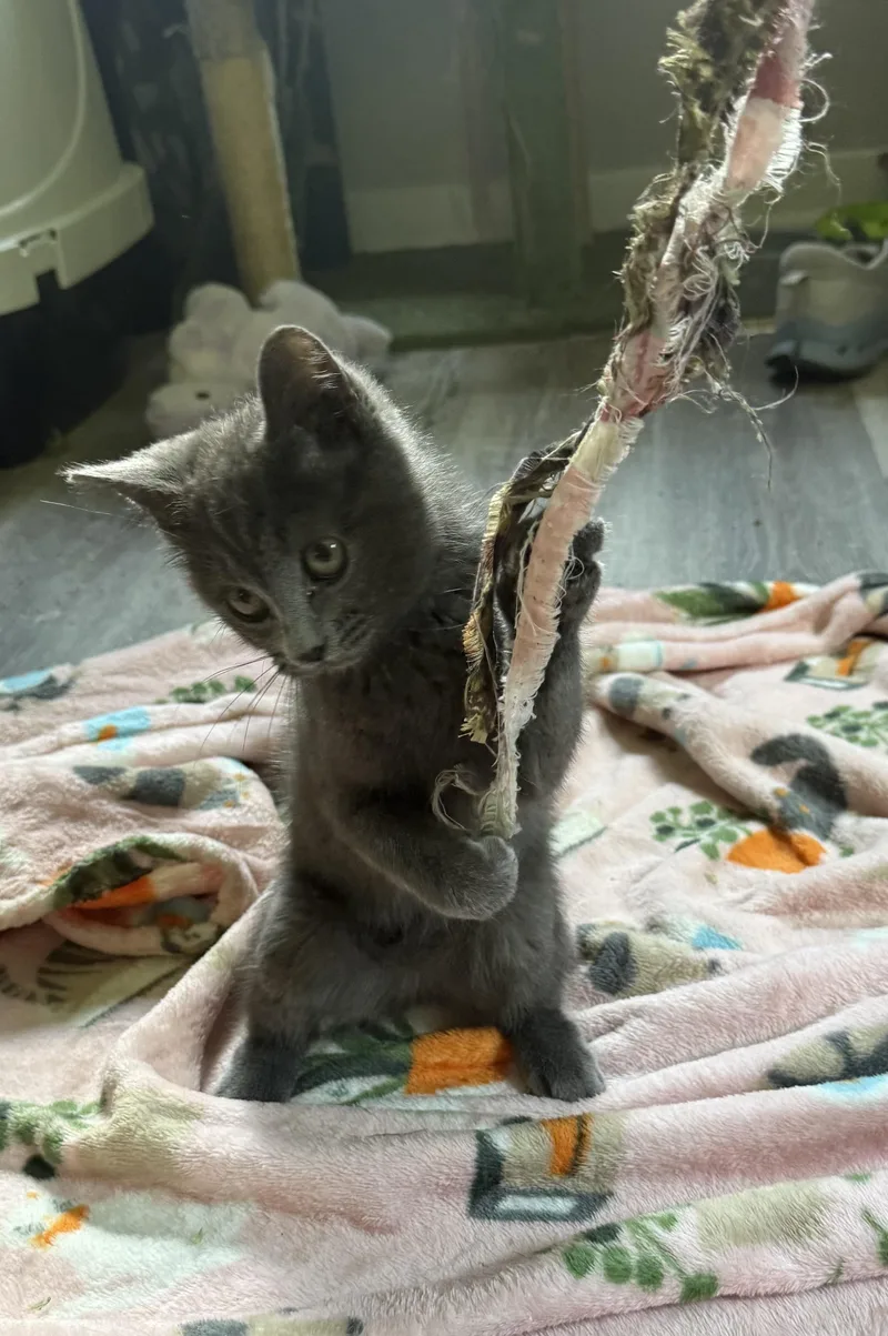 A baby medium-sized female Gray & White Domestic Medium Hair cat named Smoky for adoption in Anderson, IN