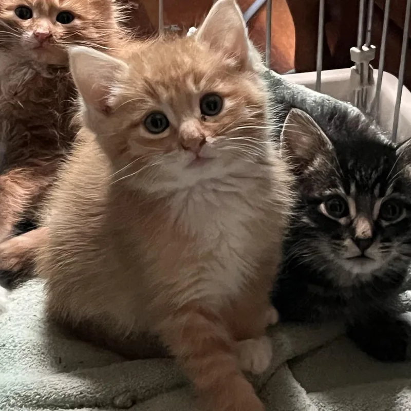 A baby small-sized male Orange / Red Domestic Short Hair cat named Simba for adoption in Baker City, OR