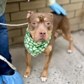 An adult medium-sized female Brown / Chocolate Mixed Breed dog named La Princesa for adoption in Vassalboro, ME