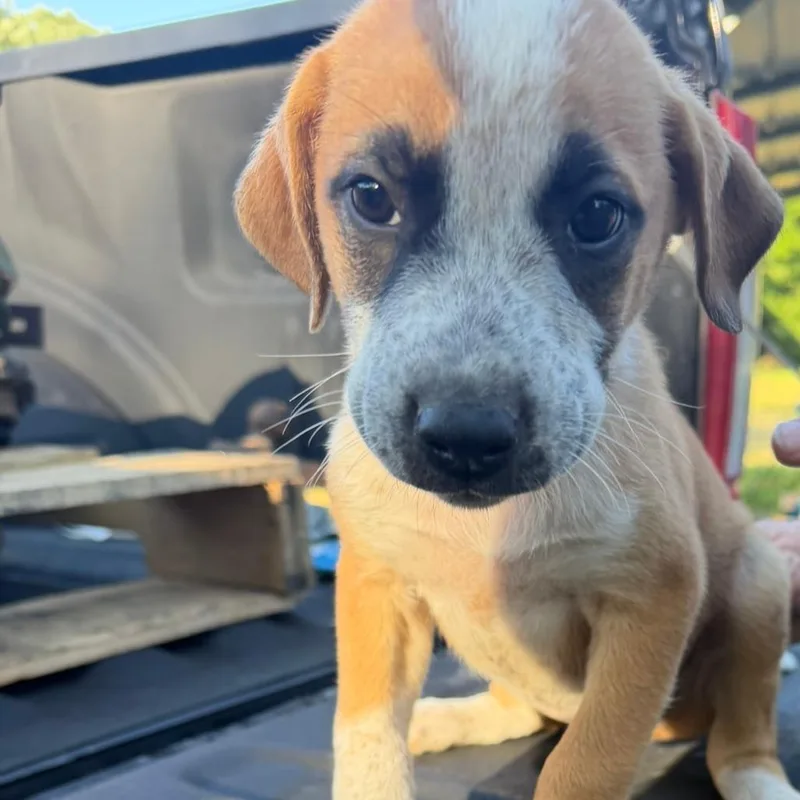 A baby medium-sized female Yellow / Tan / Blond / Fawn Australian Cattle Dog / Blue Heeler dog named Paisley for adoption in Pittsburg, KS