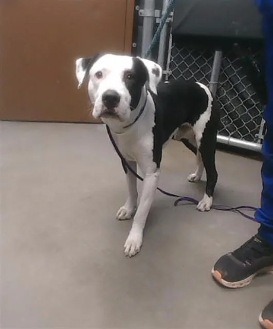 An adult large-sized male Pit Bull Terrier dog named Tango for adoption in Phoenix, AZ