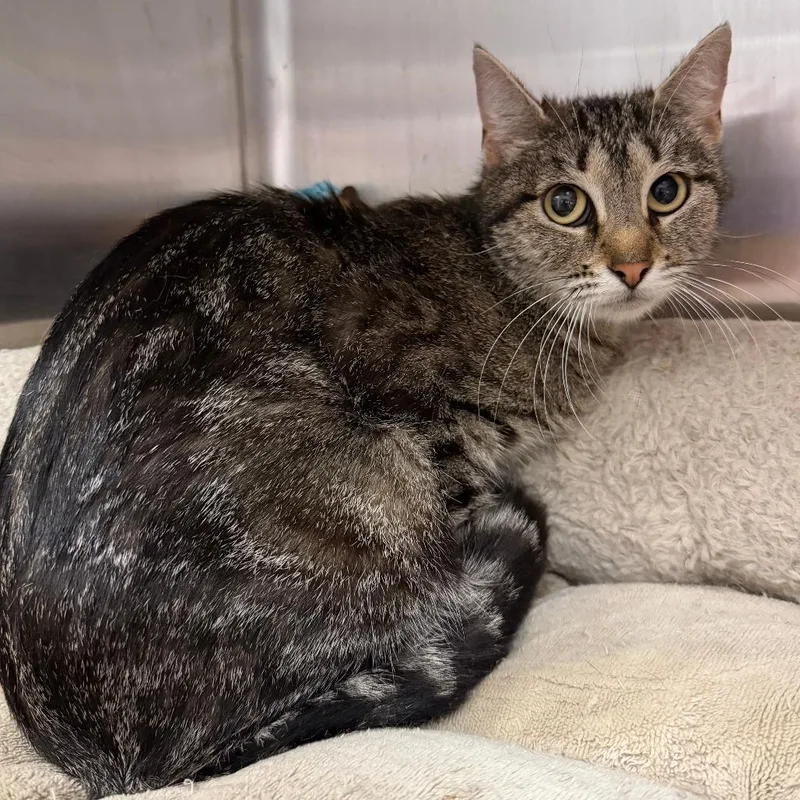 A young small-sized female Gray / Blue / Silver Domestic Short Hair cat named Margaery for adoption in Stillwater, OK