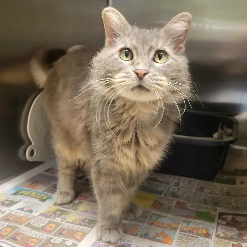 A senior medium-sized female Gray / Blue / Silver Domestic Long Hair cat named Budda for adoption in Columbia, MO
