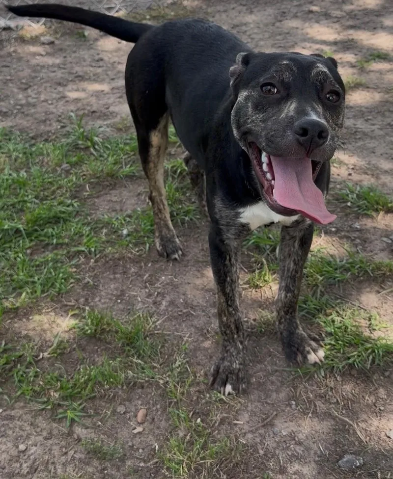 A young small-sized female American Bulldog dog named Lacey for adoption in Conroe, TX