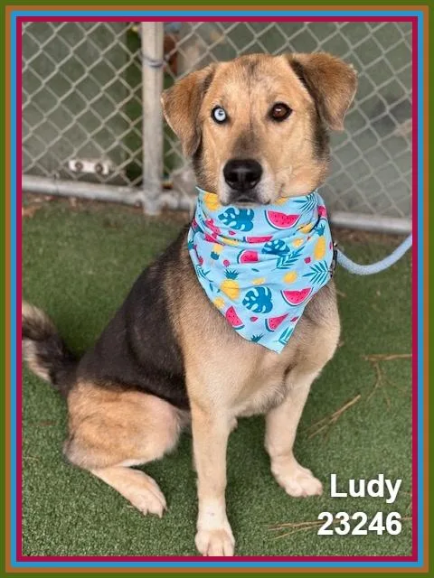 An adult medium-sized female Shepherd dog named Ludy for adoption in Marietta, GA