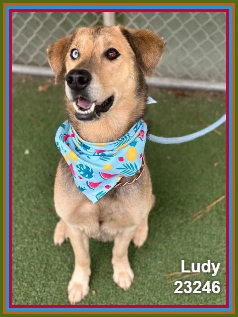 Ludy thumbnail 2