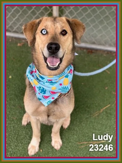 Ludy thumbnail 3
